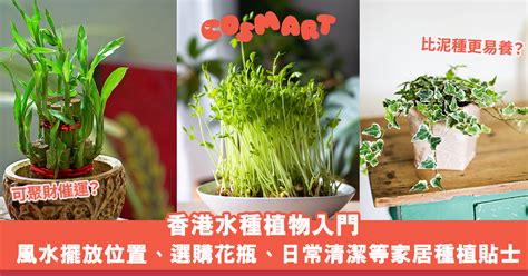 家居水種植物 門公尺